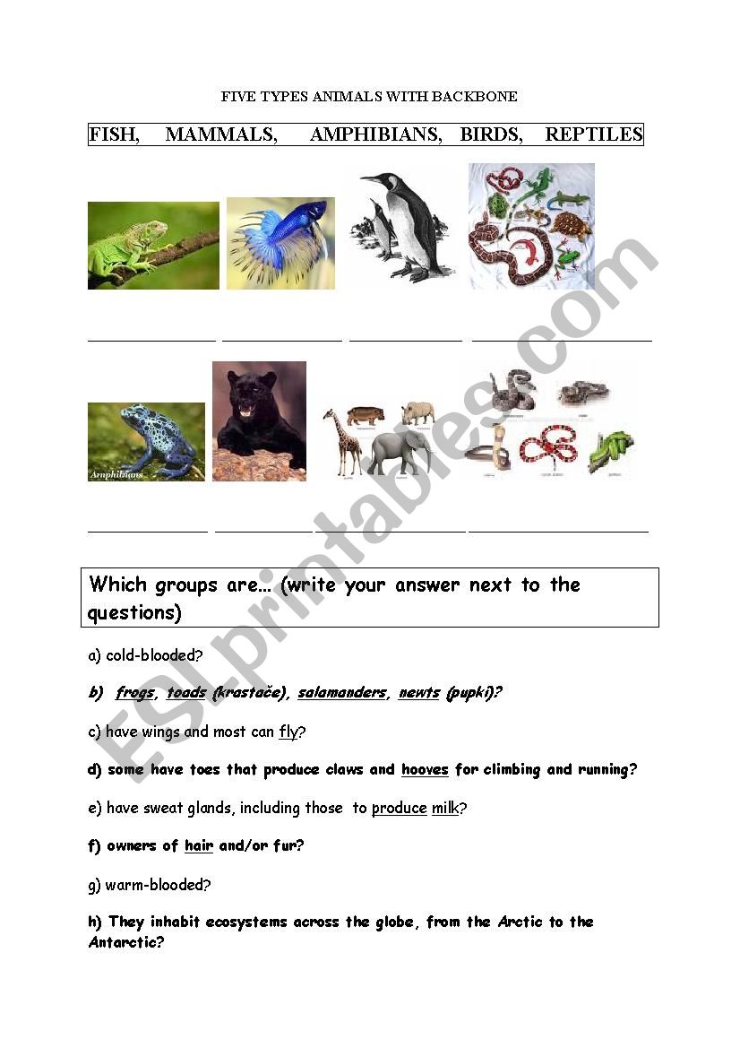 animals with backbones worksheet