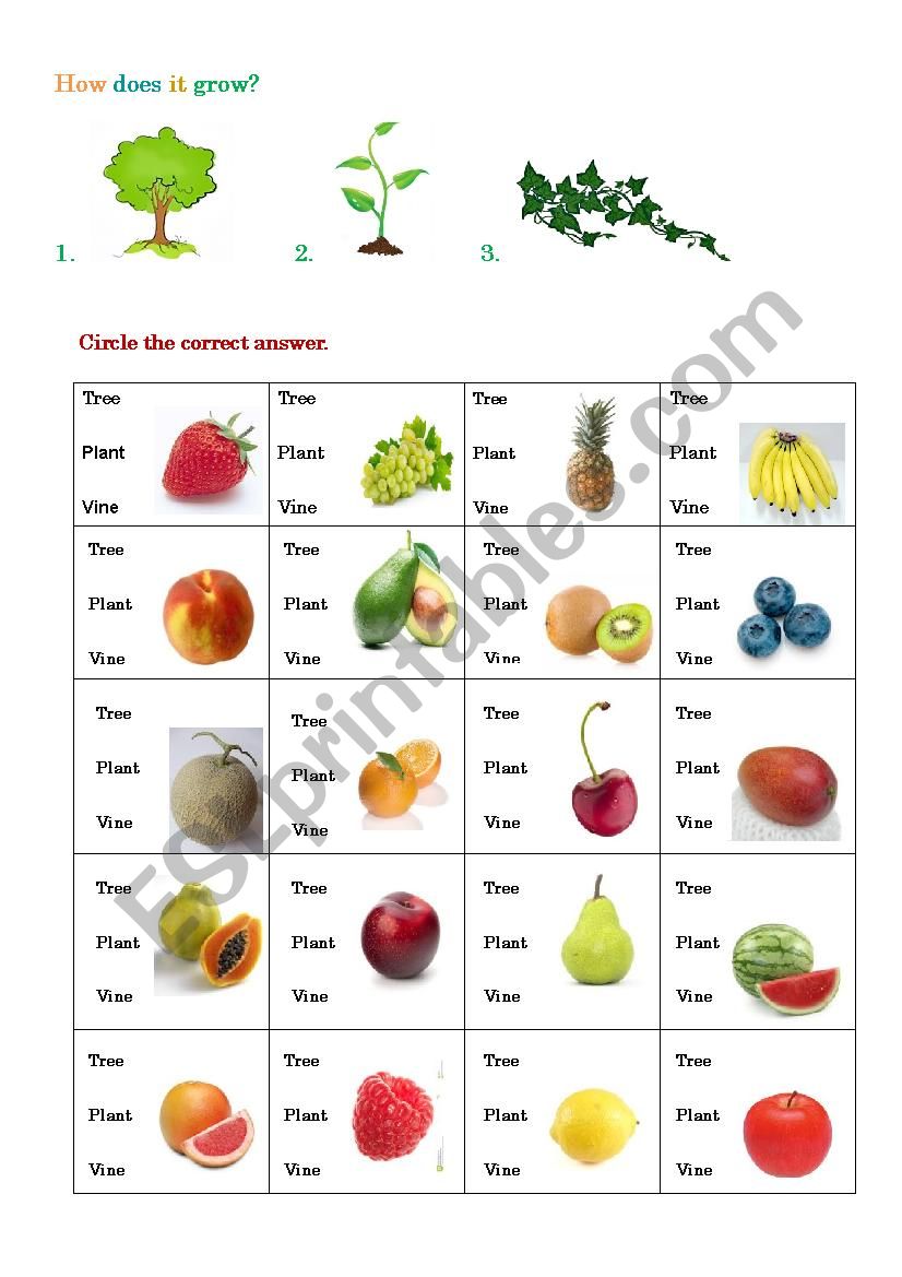 How does it grow? worksheet