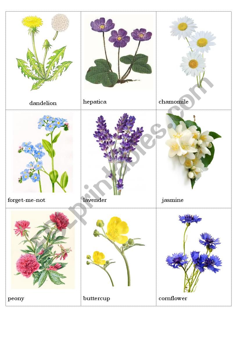 Flowers pictionary worksheet