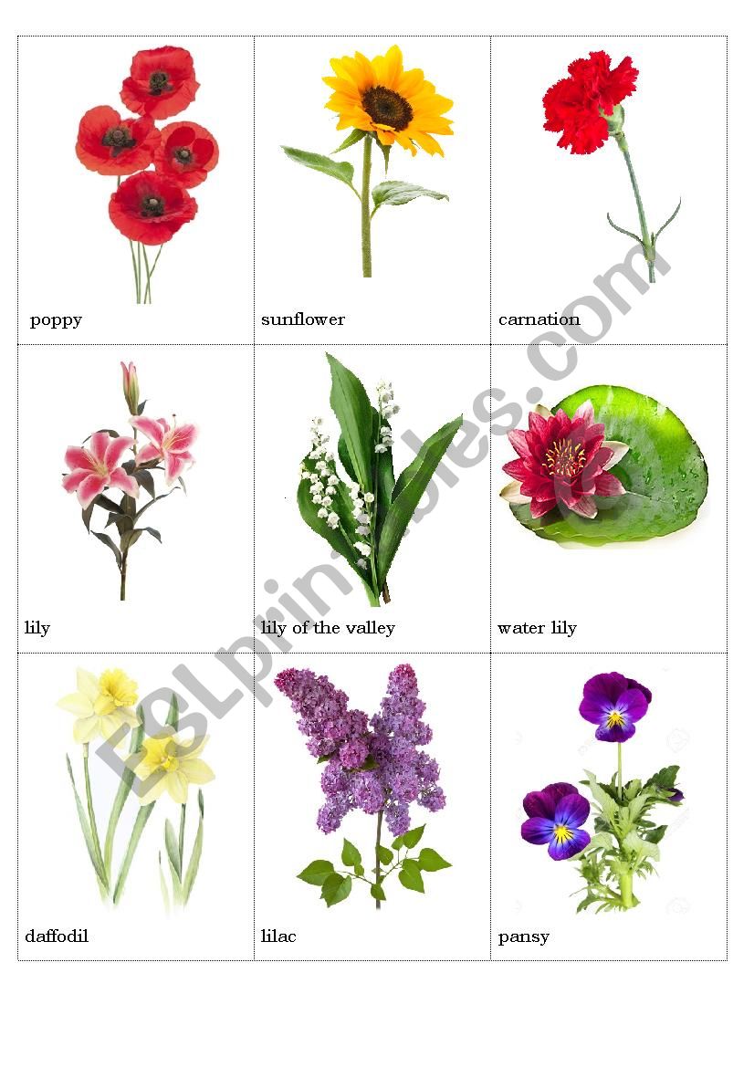 Flowers pictionary (part 2) - ESL worksheet by c_h_a_r_m_e_d