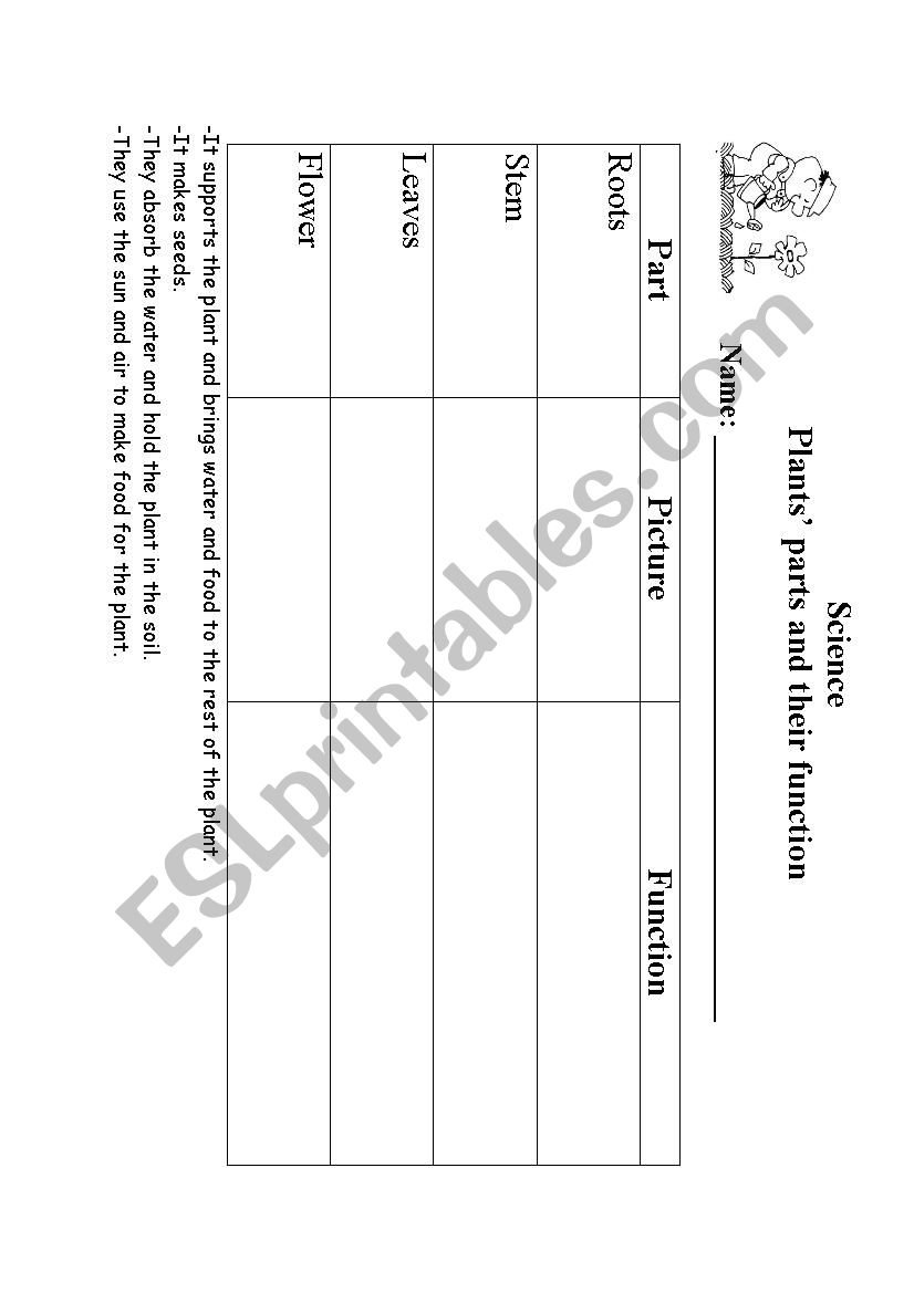 functions of a plant worksheet