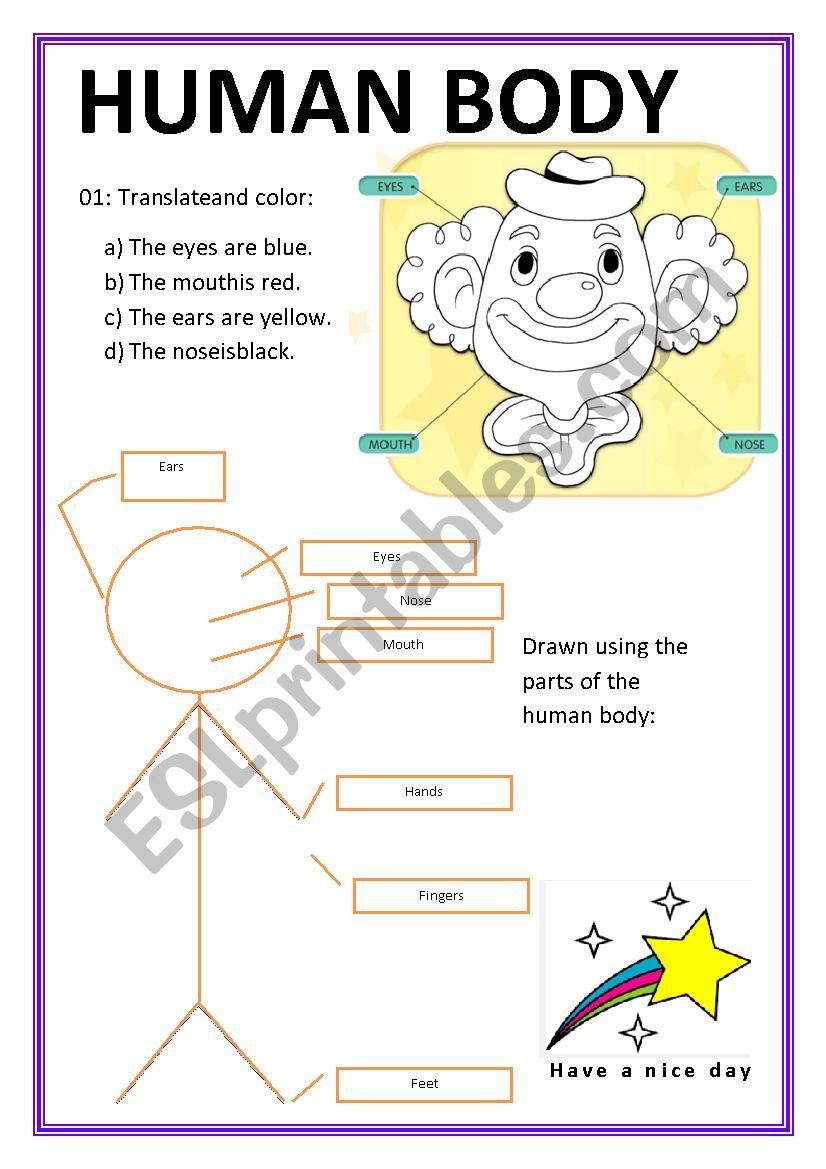 Human Body worksheet