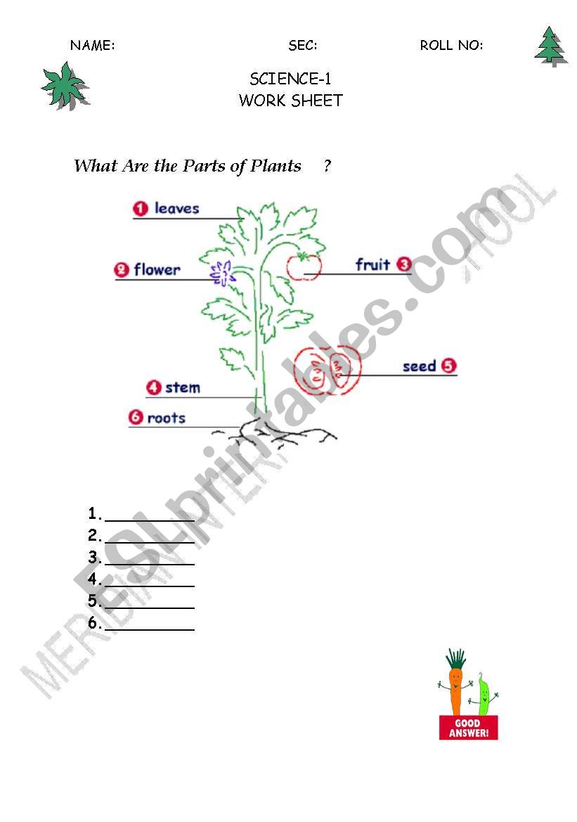 parts of plant worksheet