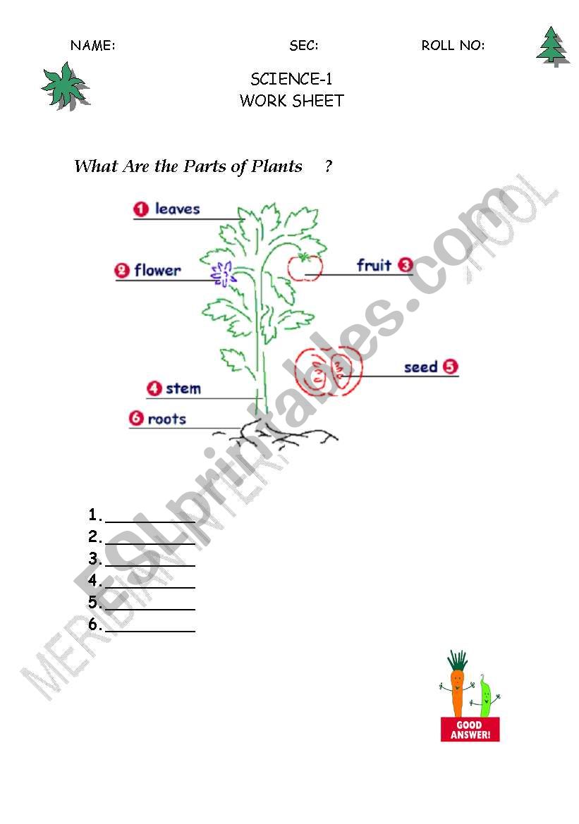 parts of plant worksheet