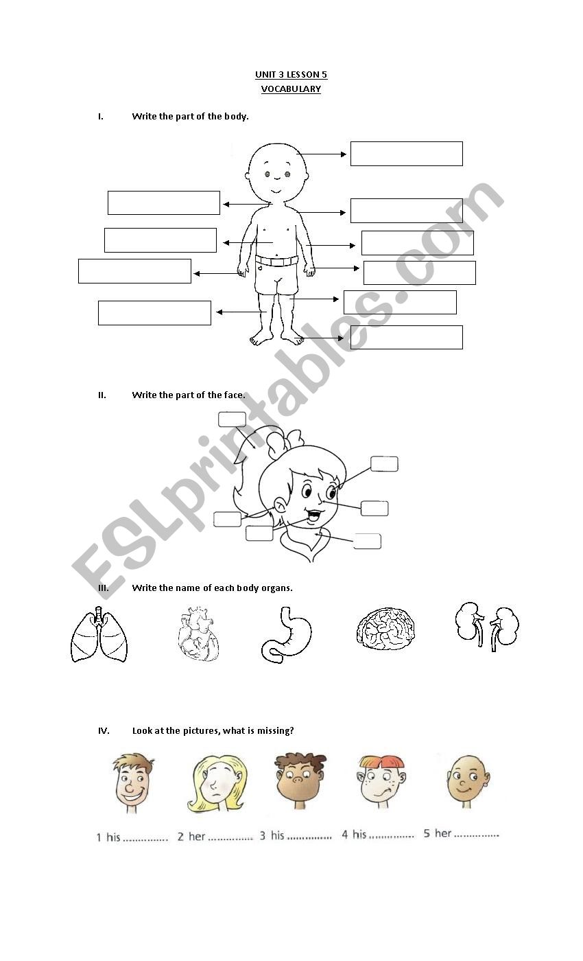 the body worksheet