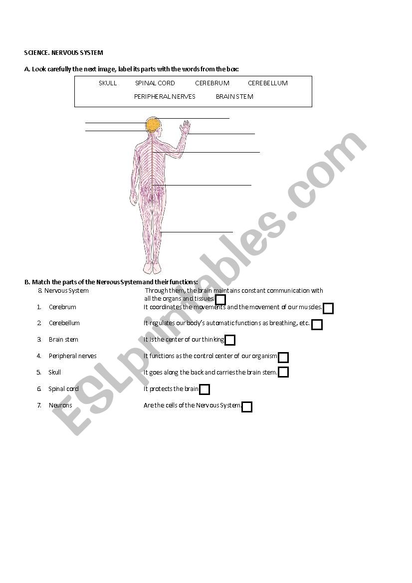 Science. Nervous System worksheet