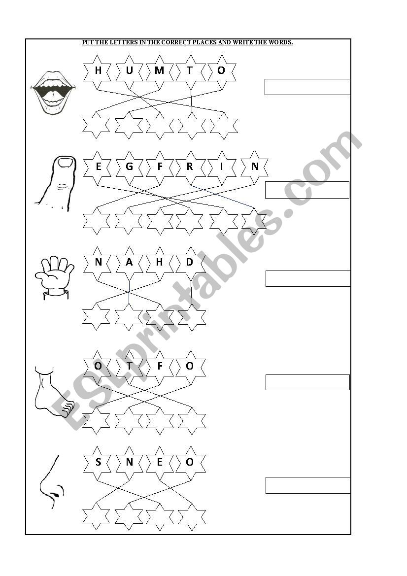 human body worksheet