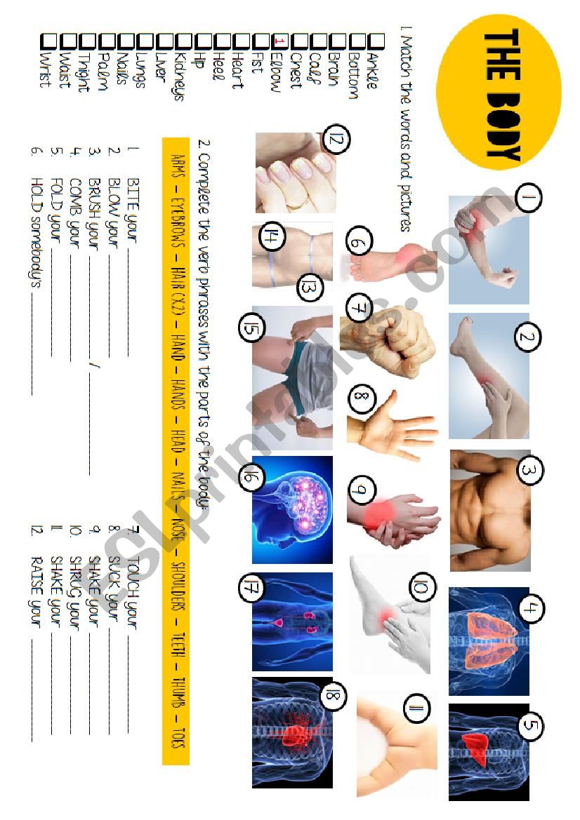 Body parts worksheet