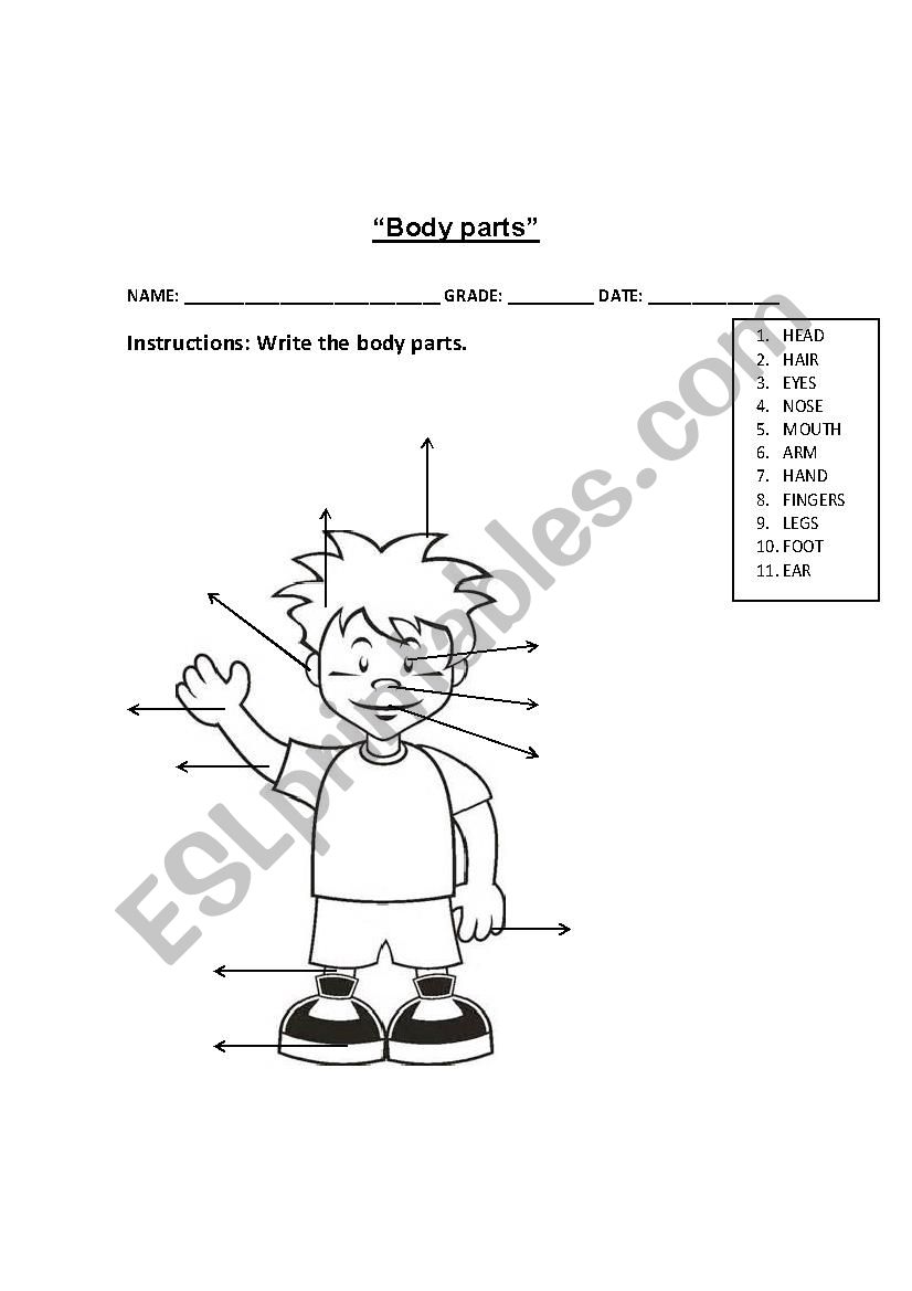 Body parts worksheet