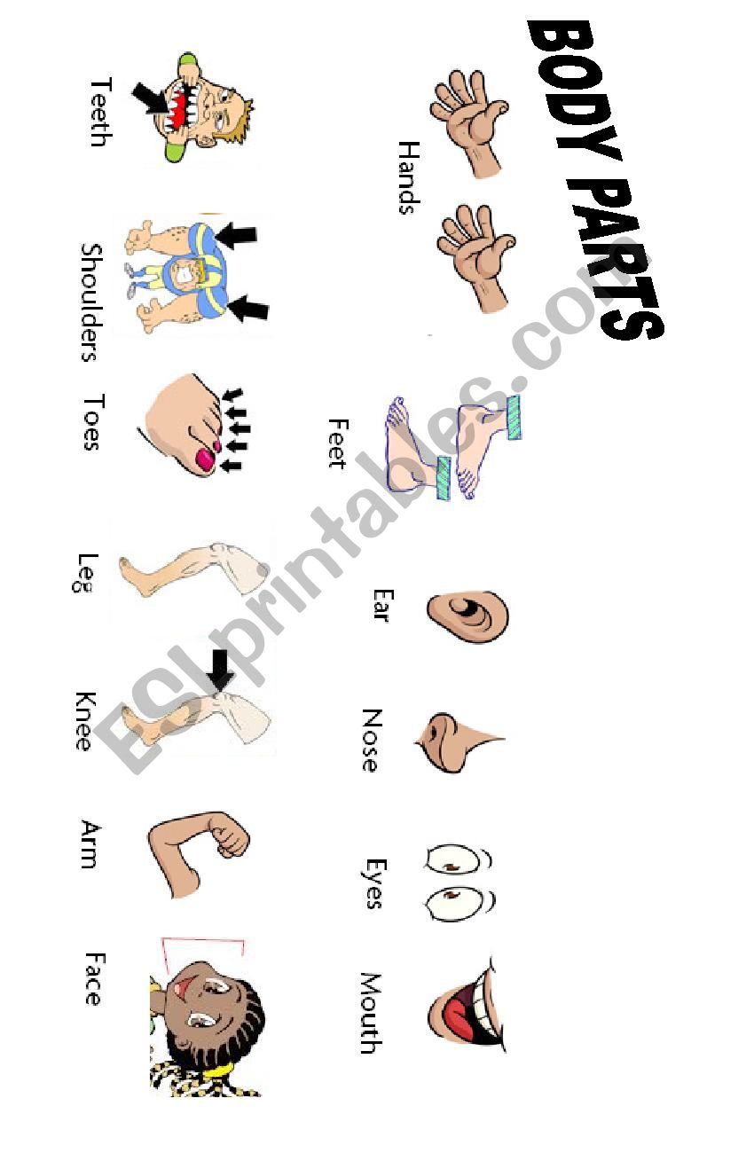 Body Parts  worksheet