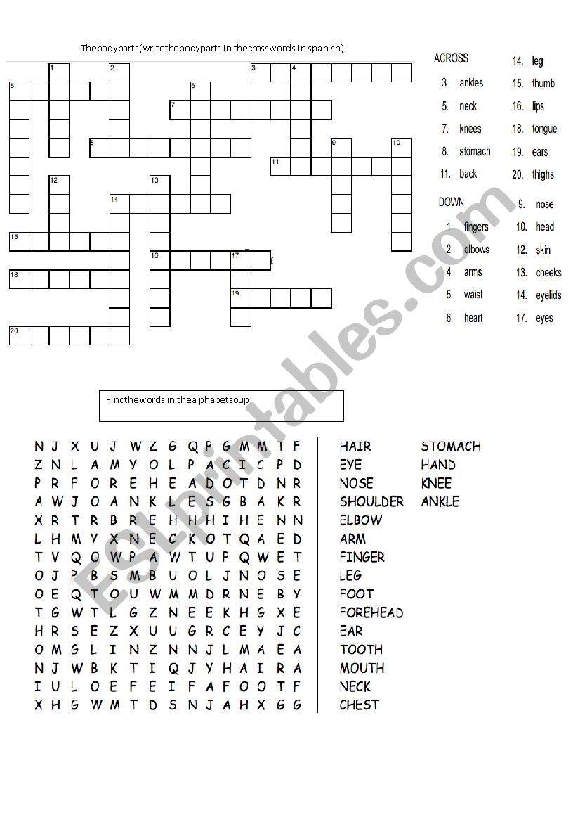 body  worksheet