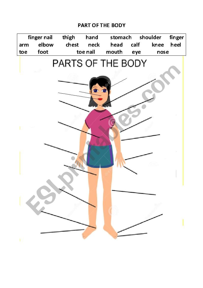 Part of the Body worksheet