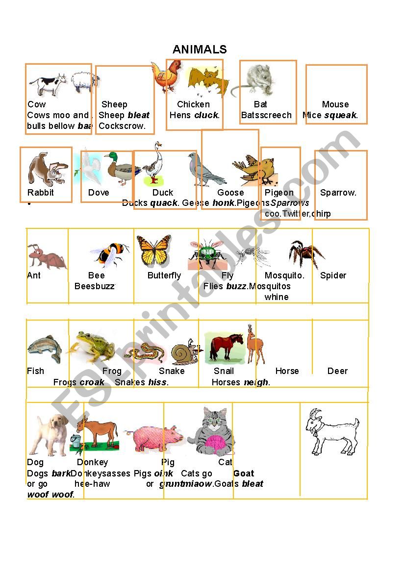 animals worksheet