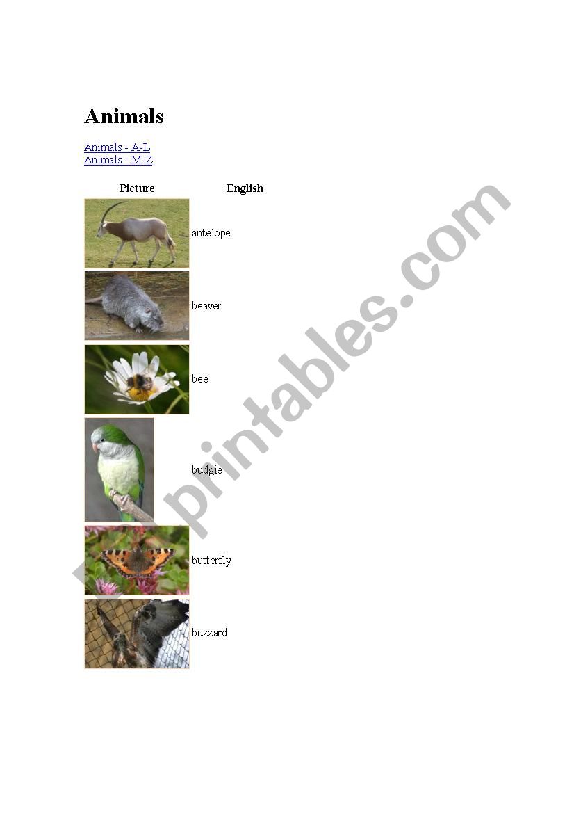 animal  worksheet