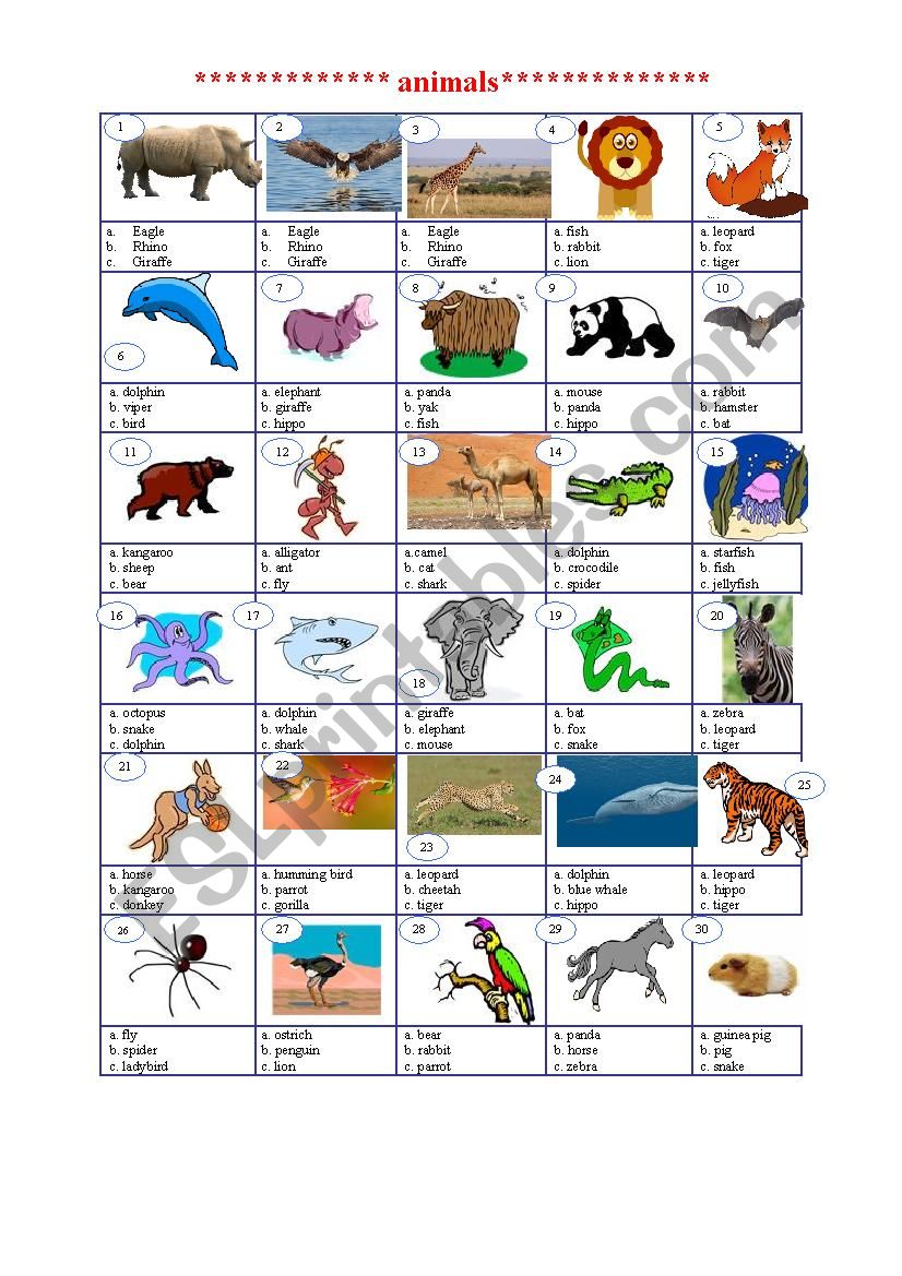 animal worksheet