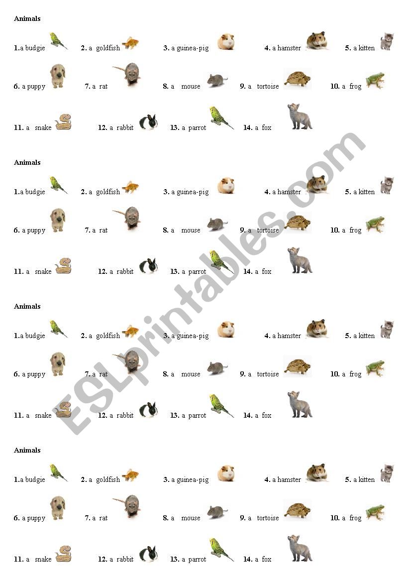 Animals worksheet