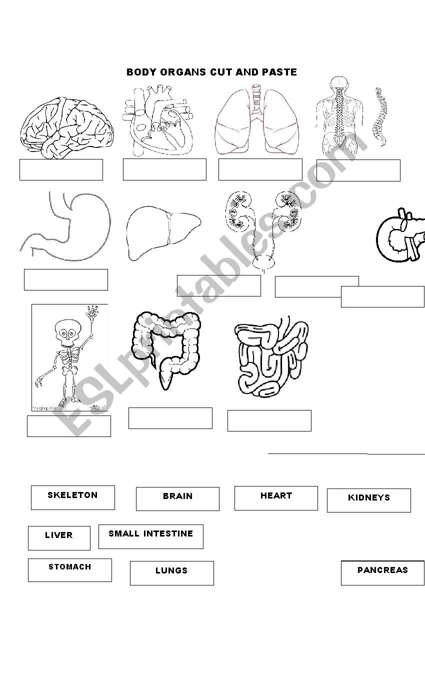 BODY ORGANS CUT AND PASTE  worksheet