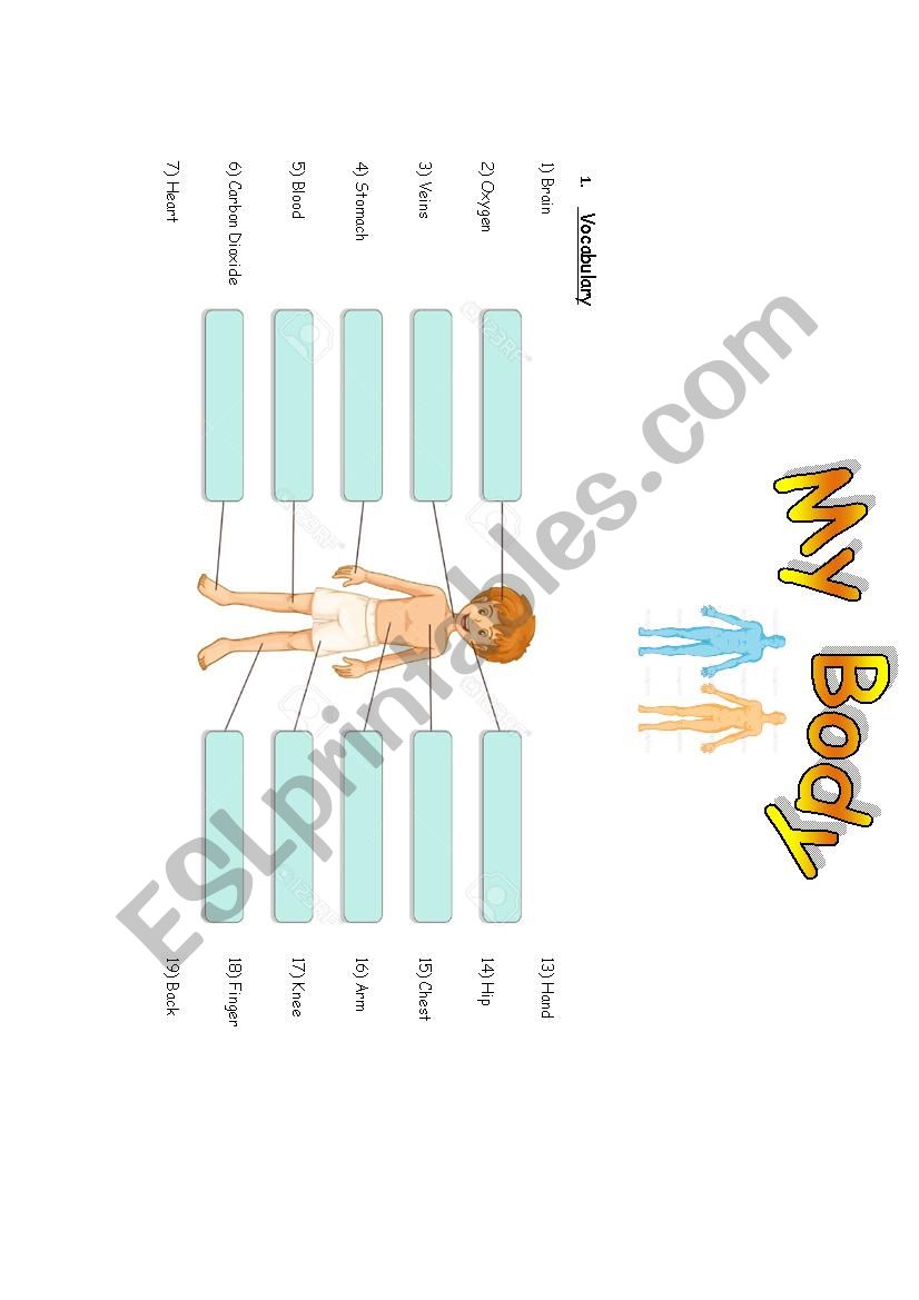 Body Parts Vocabulary and Excersise