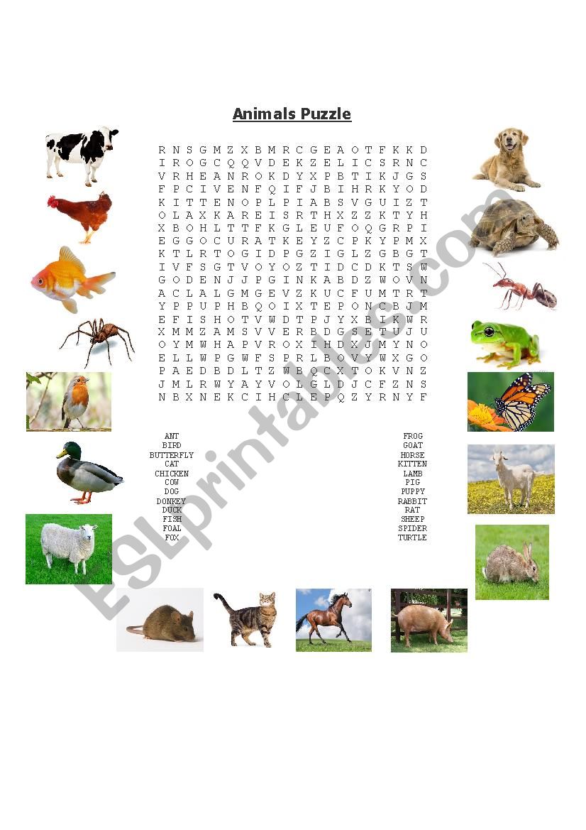 Animals  worksheet