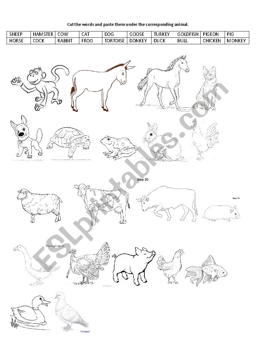 ANIMALS worksheet