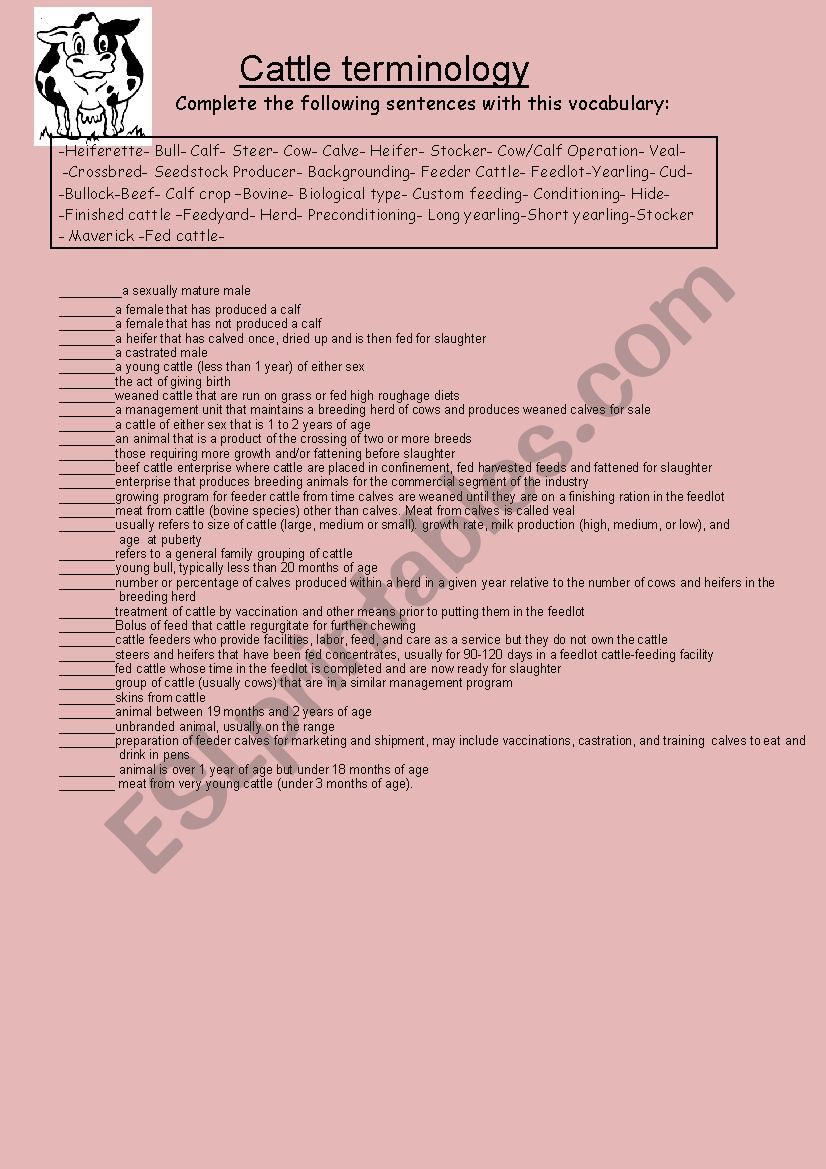 Cattle Terminology worksheet