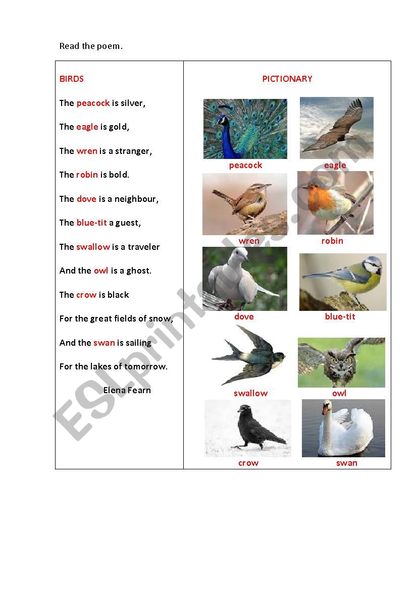 BIRDS (a poem + questions) worksheet