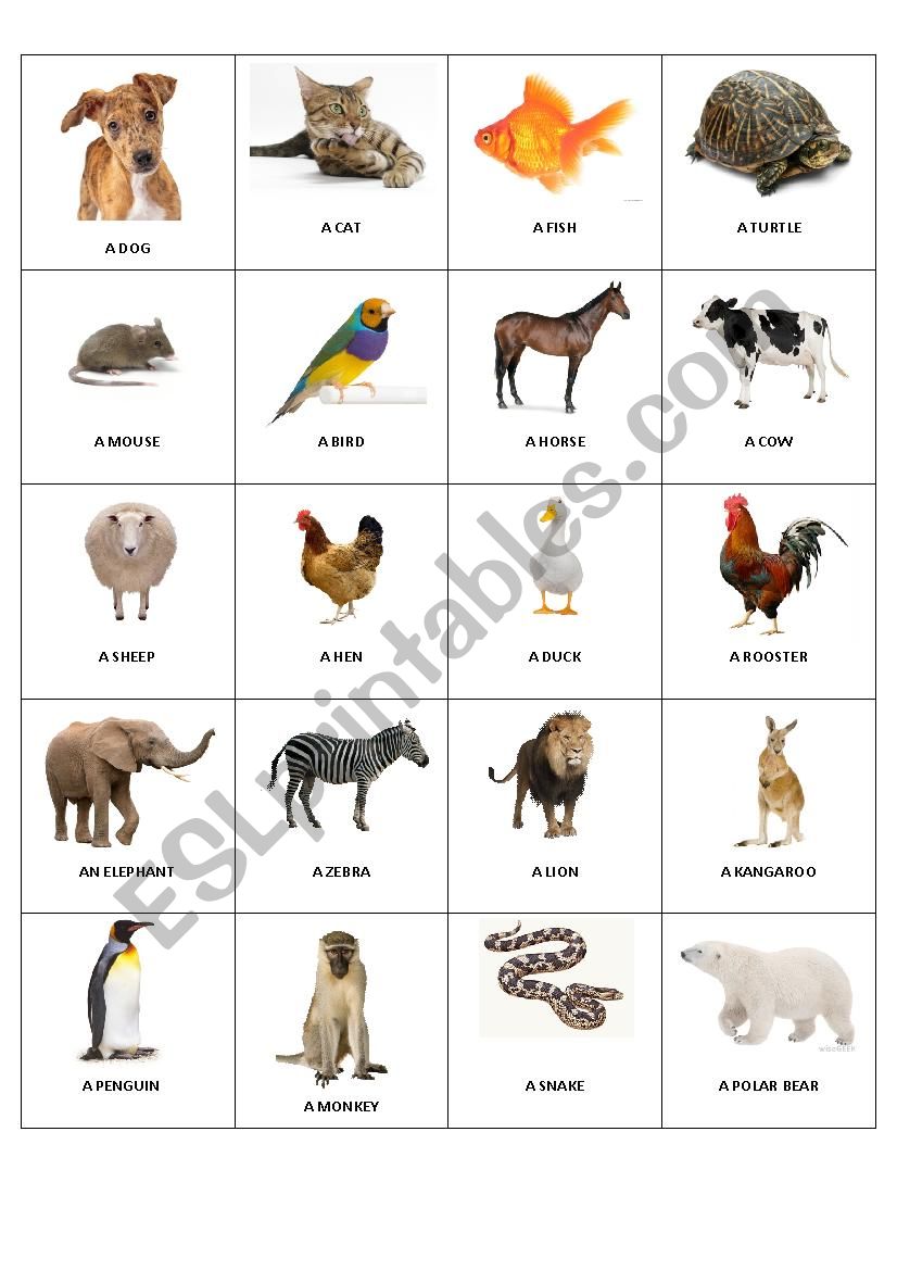 Animals Bingo worksheet