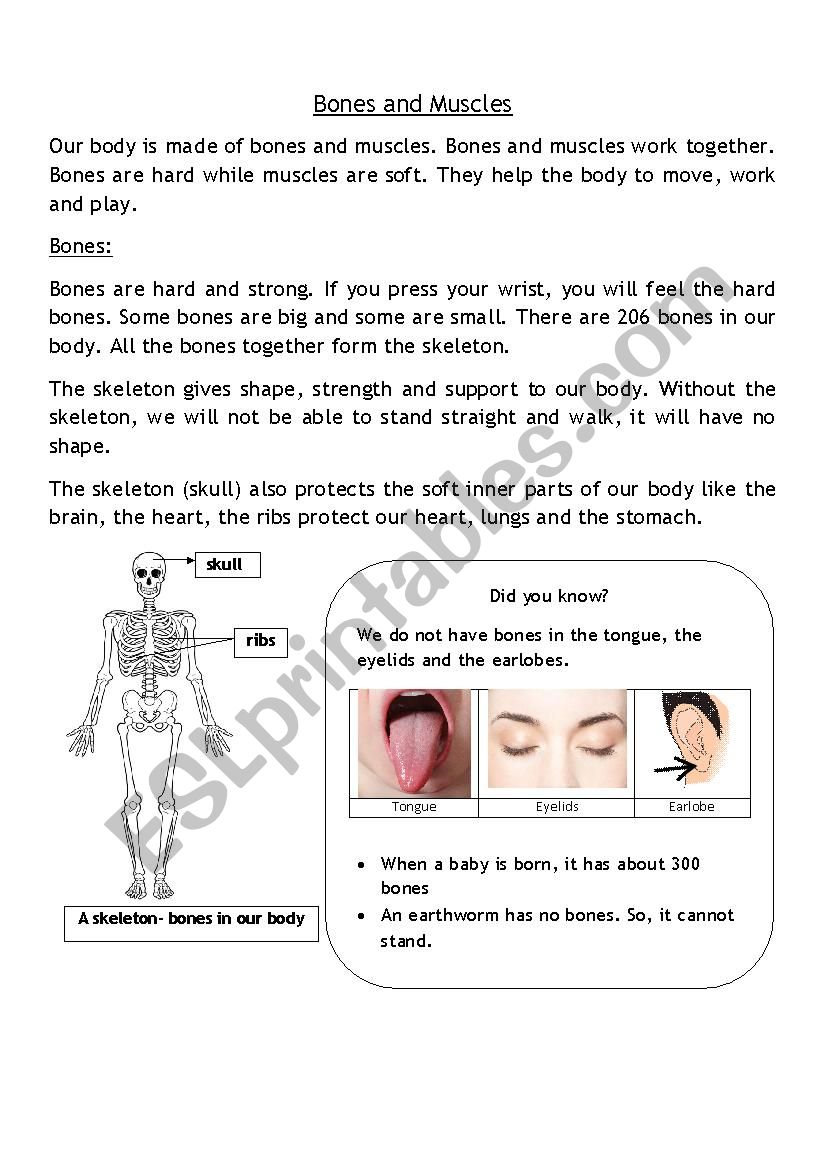 Bones and muscles worksheet