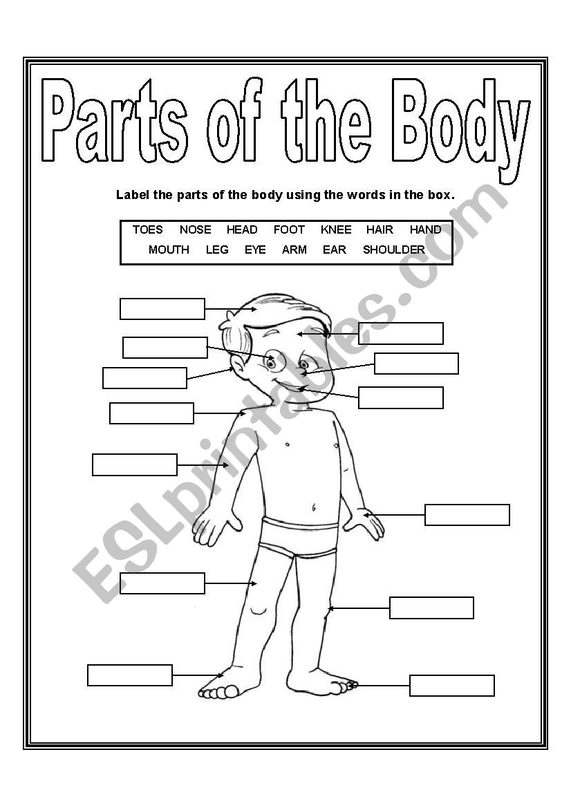 Parts of the body worksheet