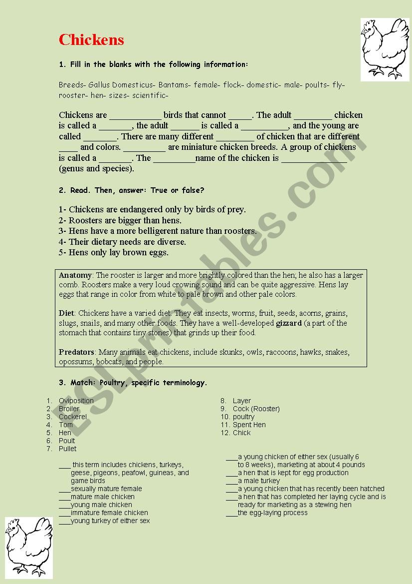 Chickens worksheet