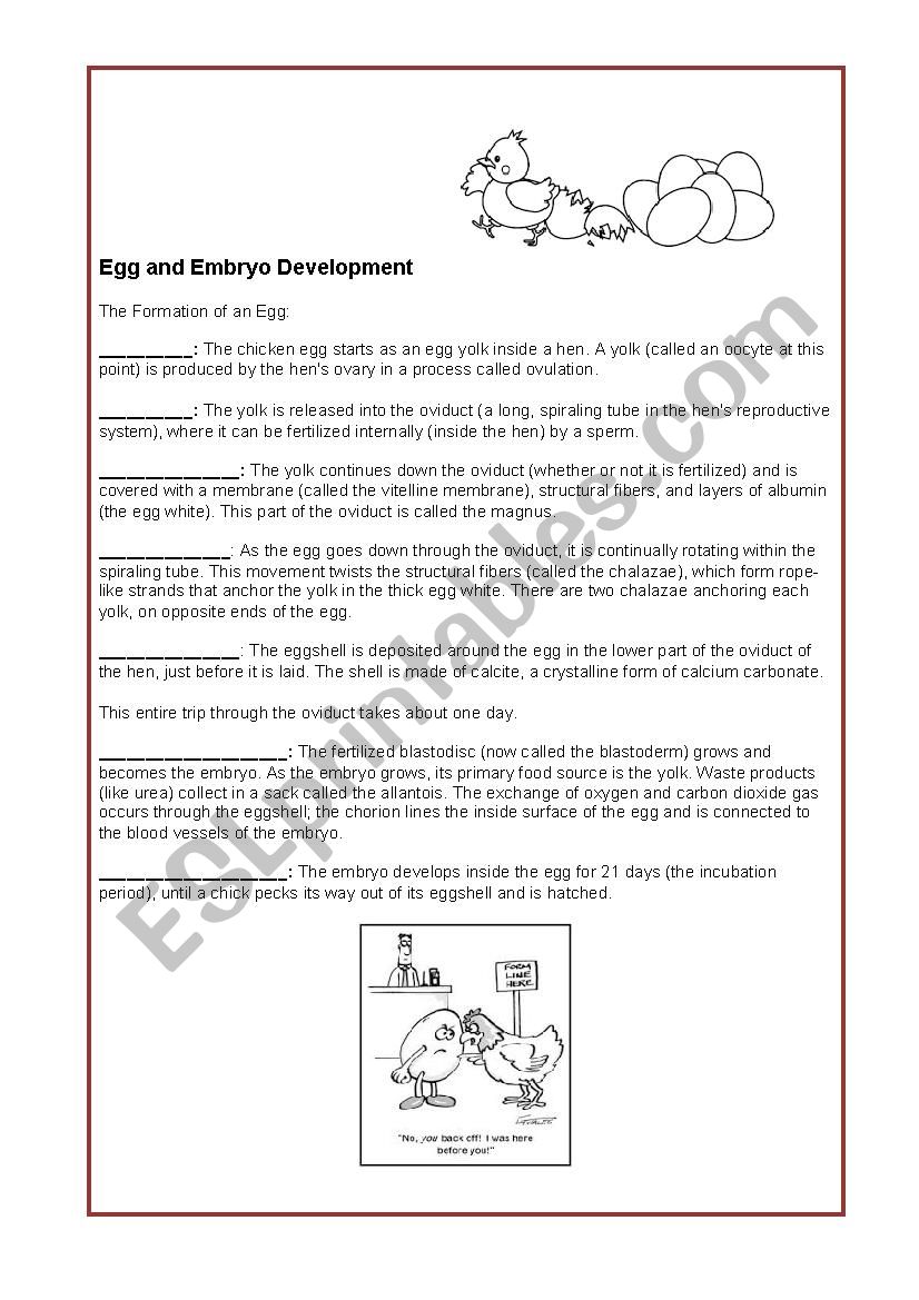 Hen- Egg and Embryo development