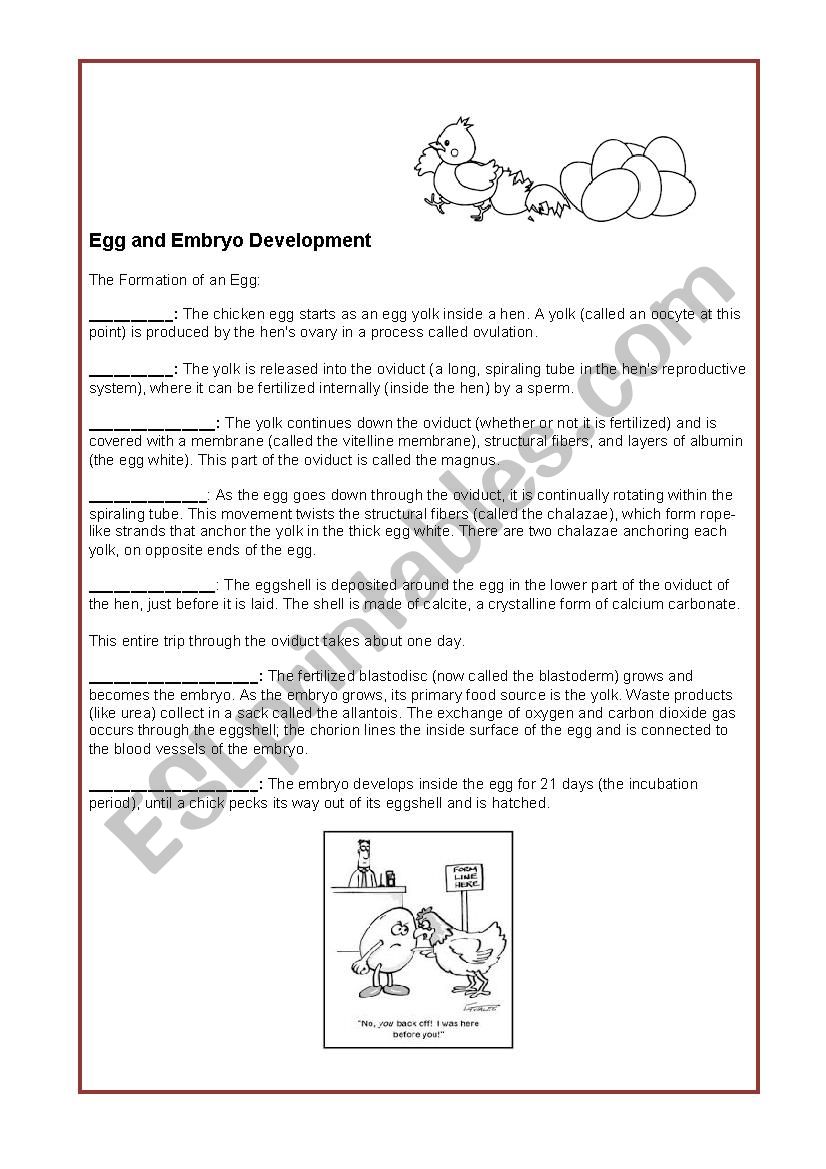 Hen- Egg and Embryo development