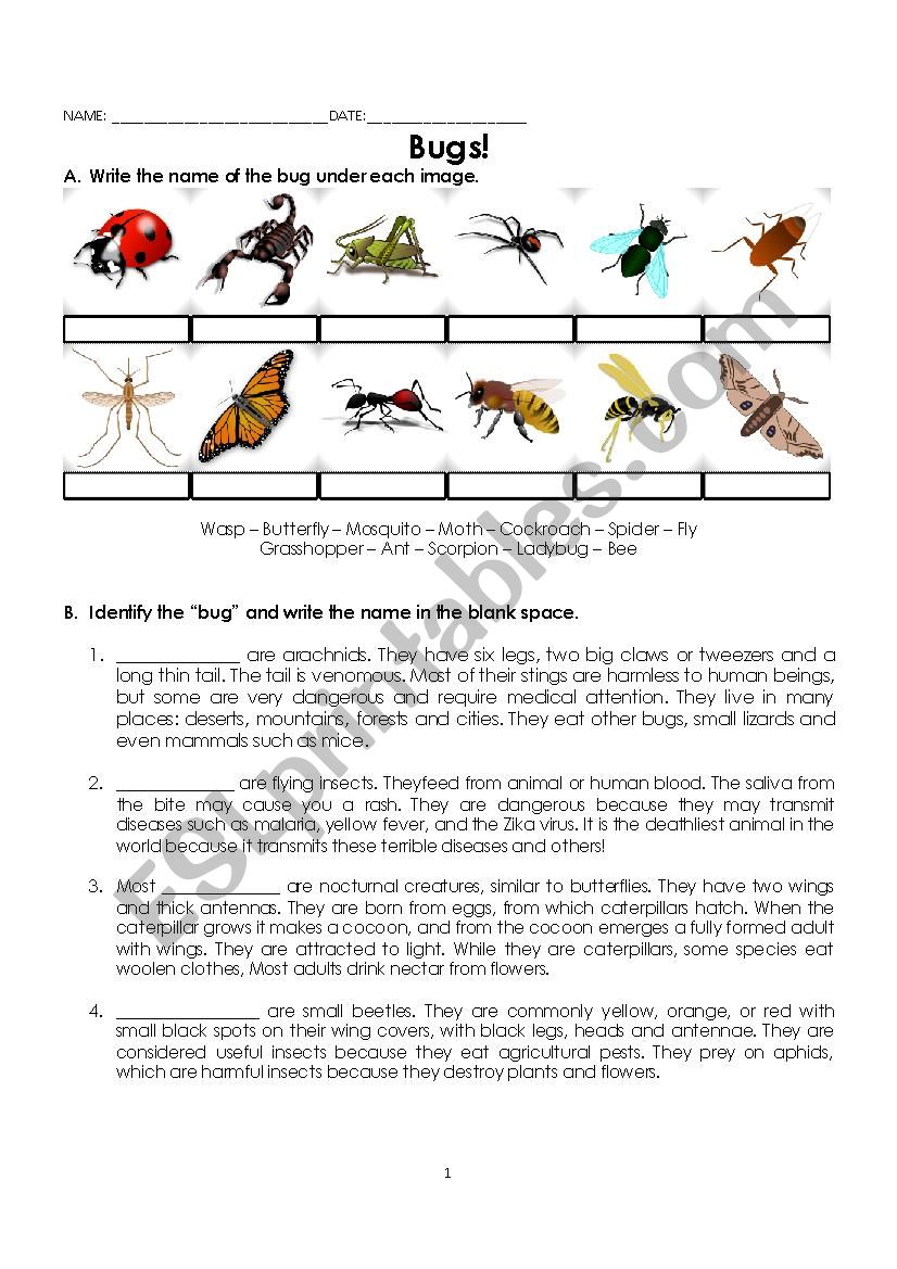 Bugs! Reading worksheet
