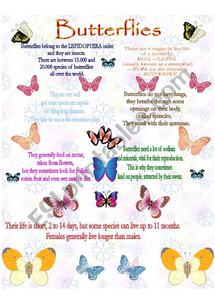 BUTTERFLIES worksheet