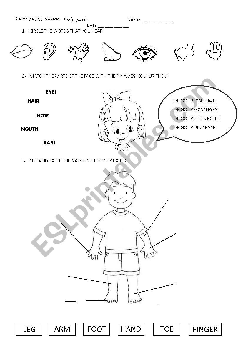 Parts of the body worksheet