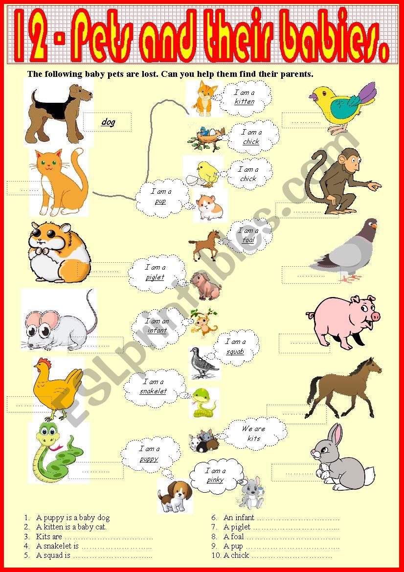 12. Pets and their babies. worksheet