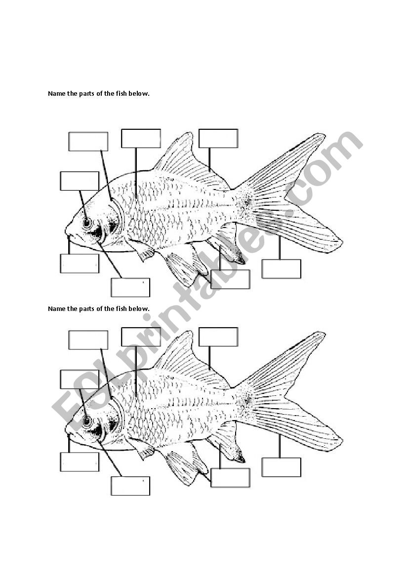 Part of the fish worksheet