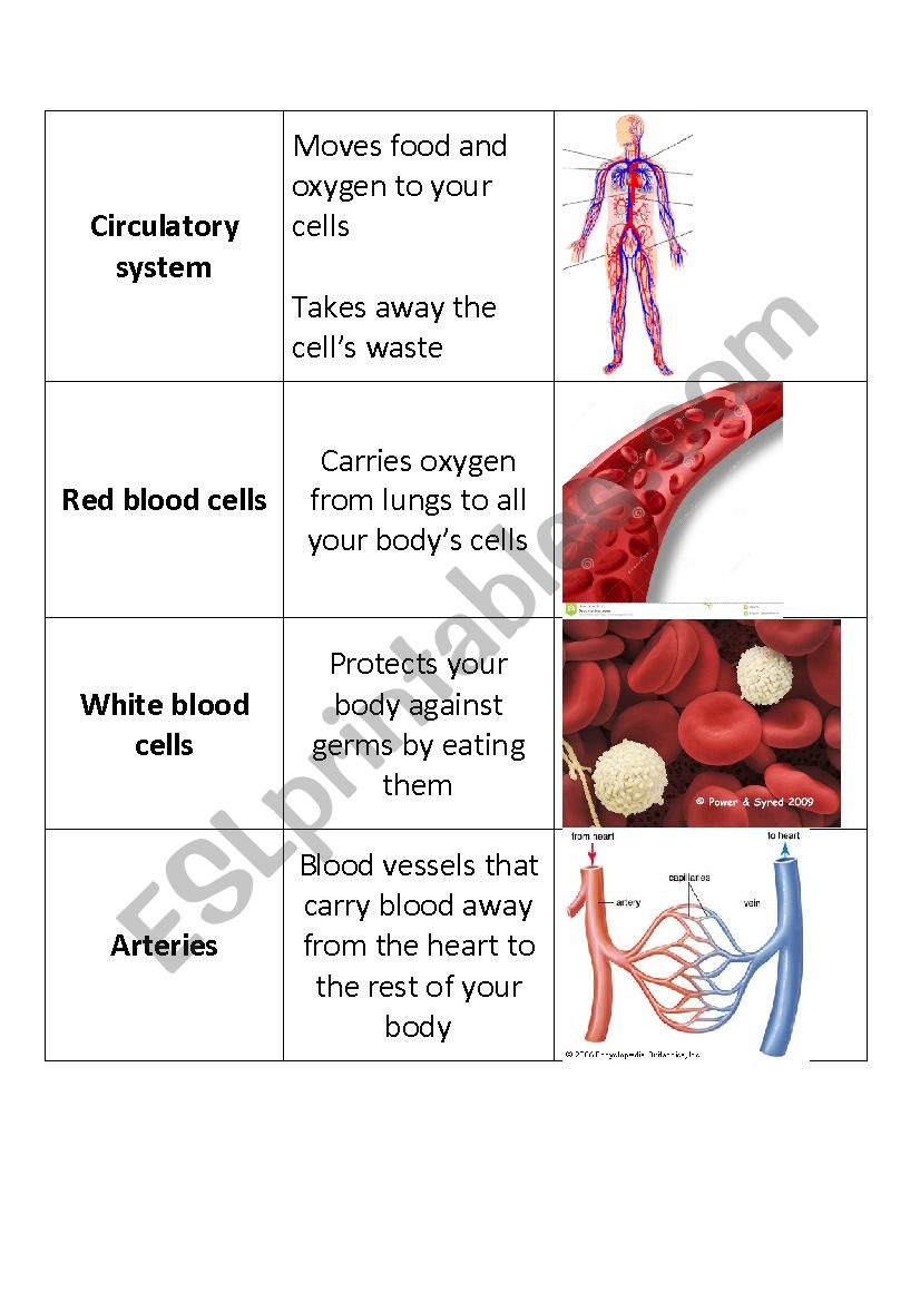 Human Body Systems Flashcards worksheet