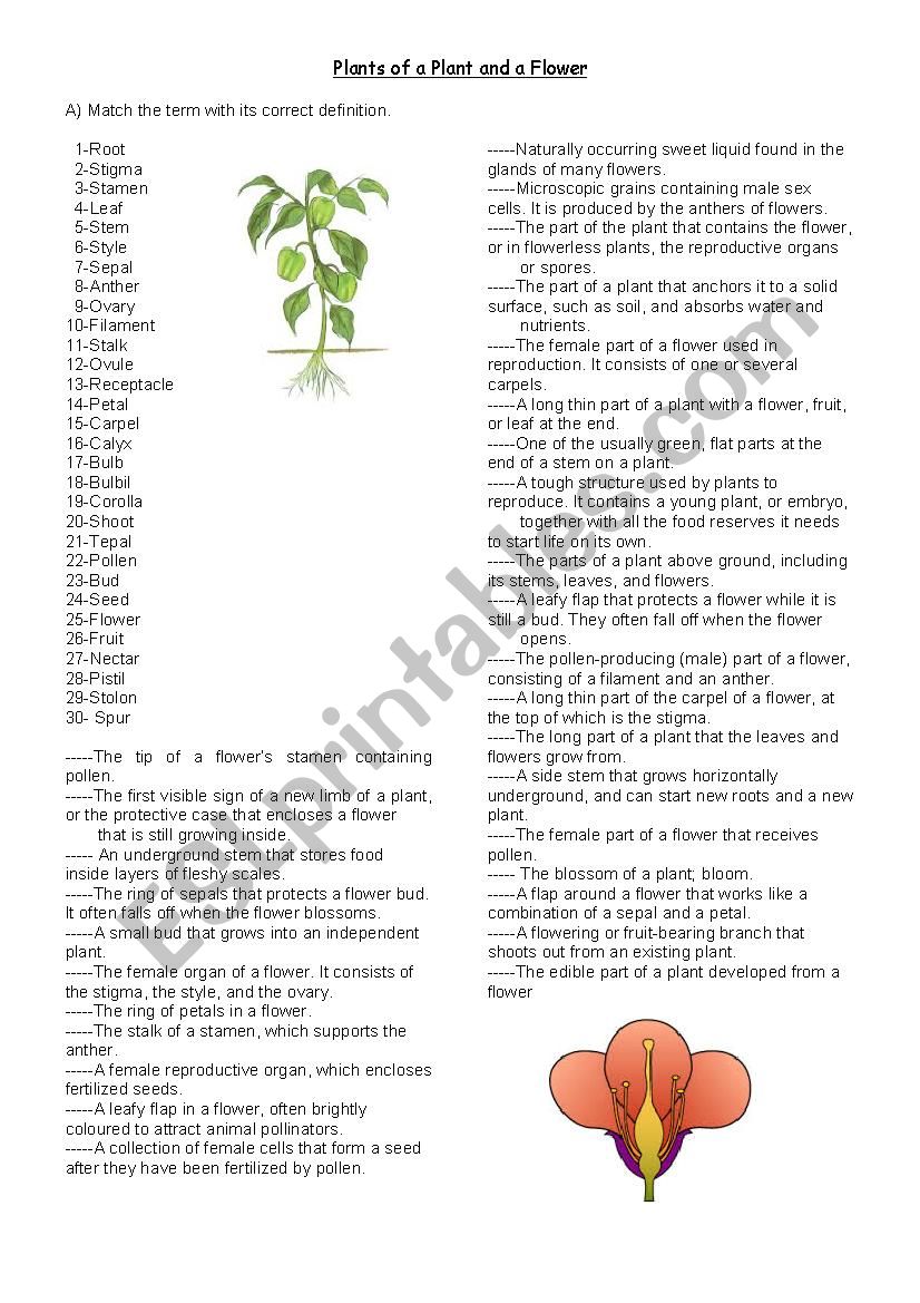 Parts of a Plant and a Flower worksheet