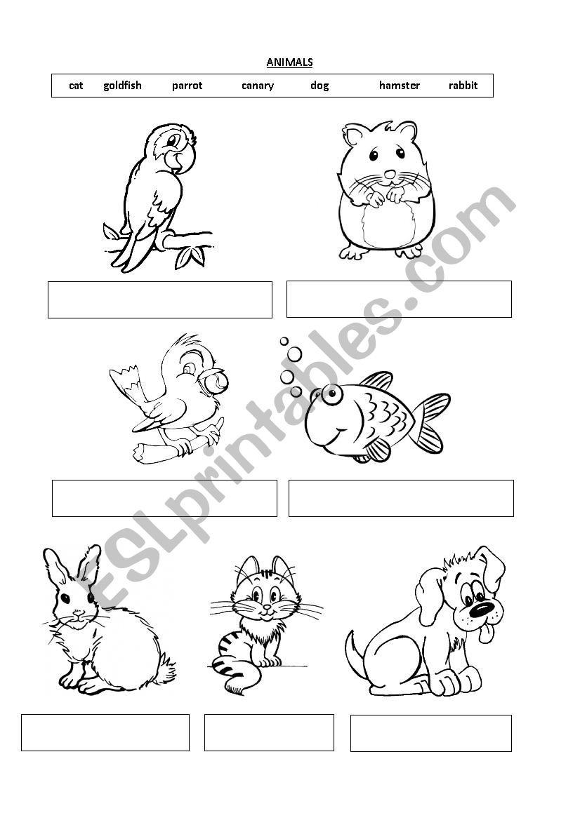 Animals worksheet