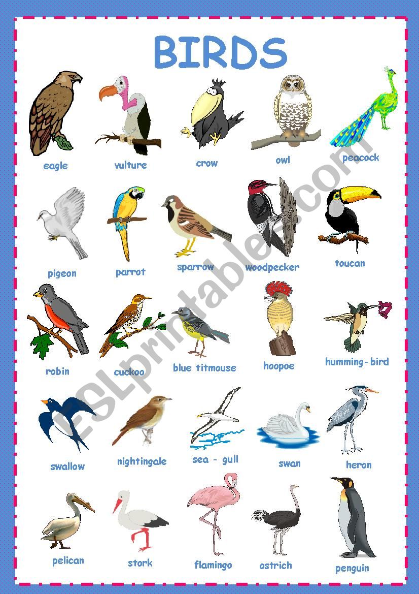 Birds pictionary worksheet