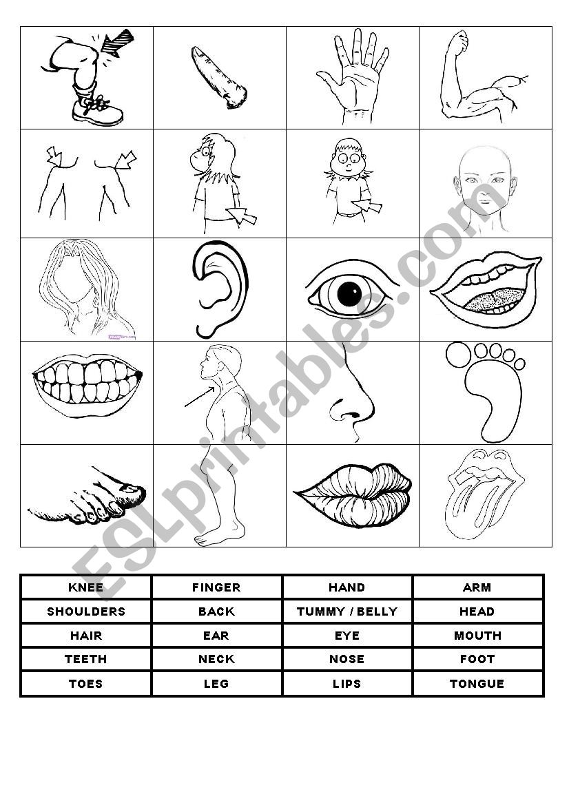 Memory game on body parts worksheet