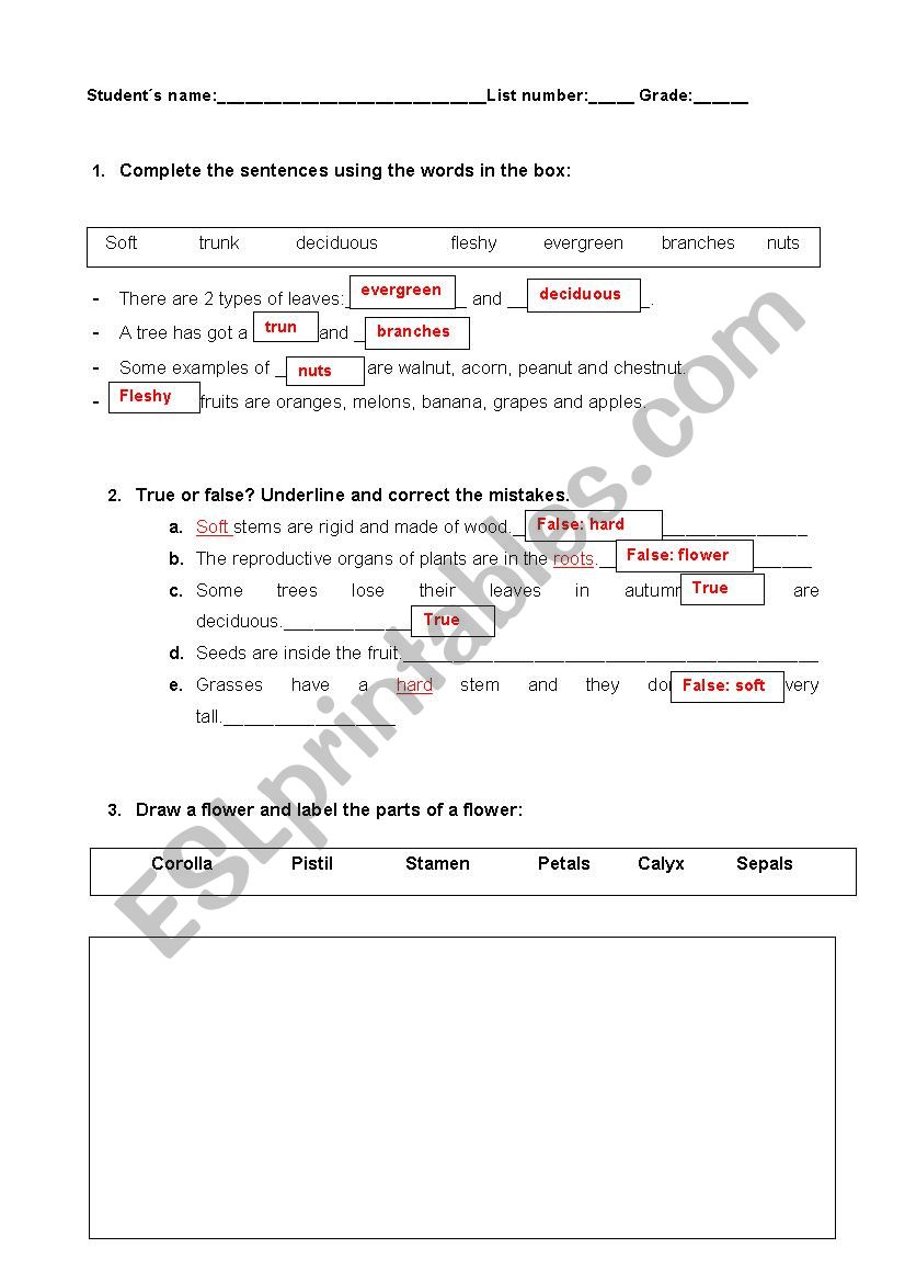 Plants worksheet