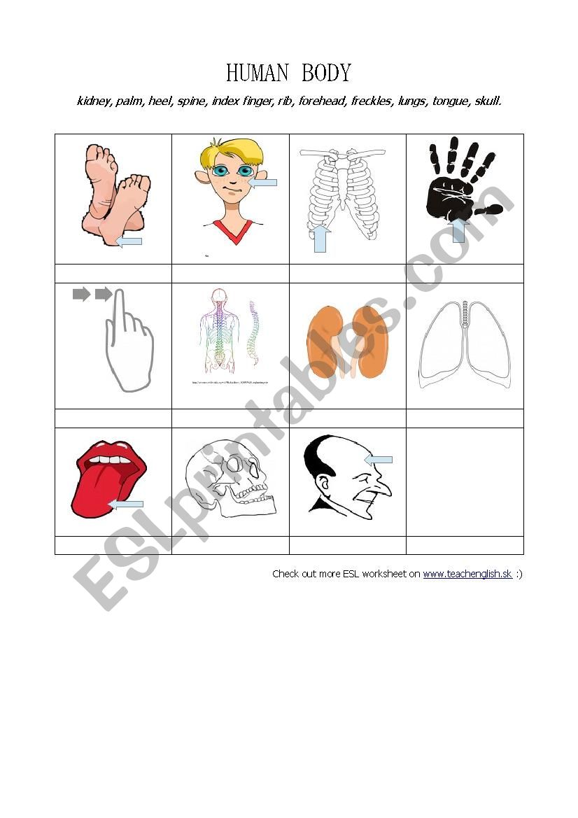 Human body worksheet