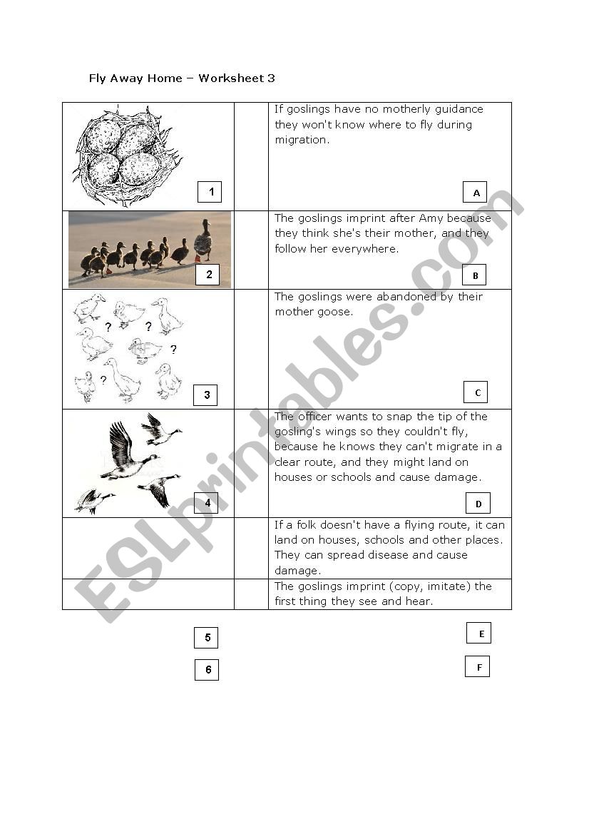 Fly Away Home Worksheet 3 worksheet