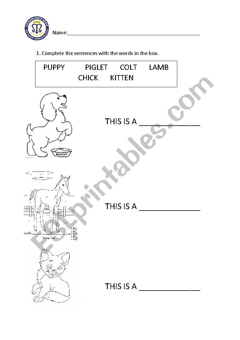 Baby animals worksheet