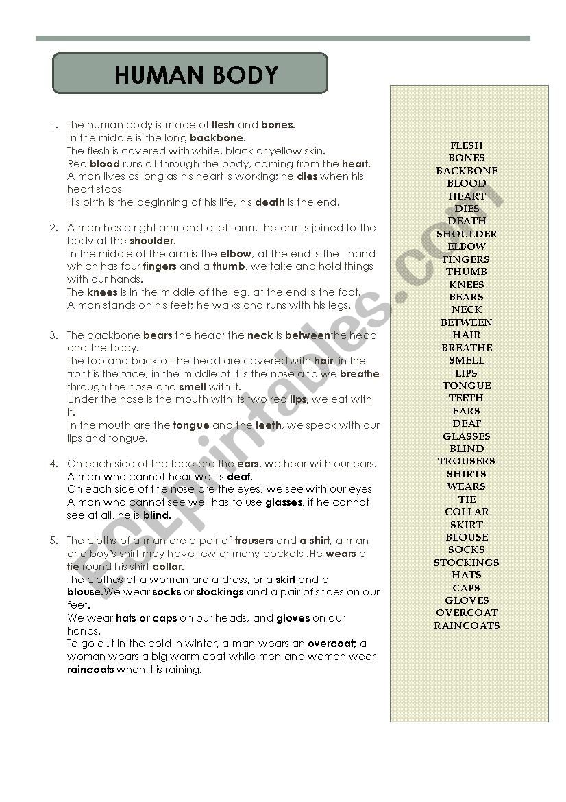 HUMAN BODY  worksheet