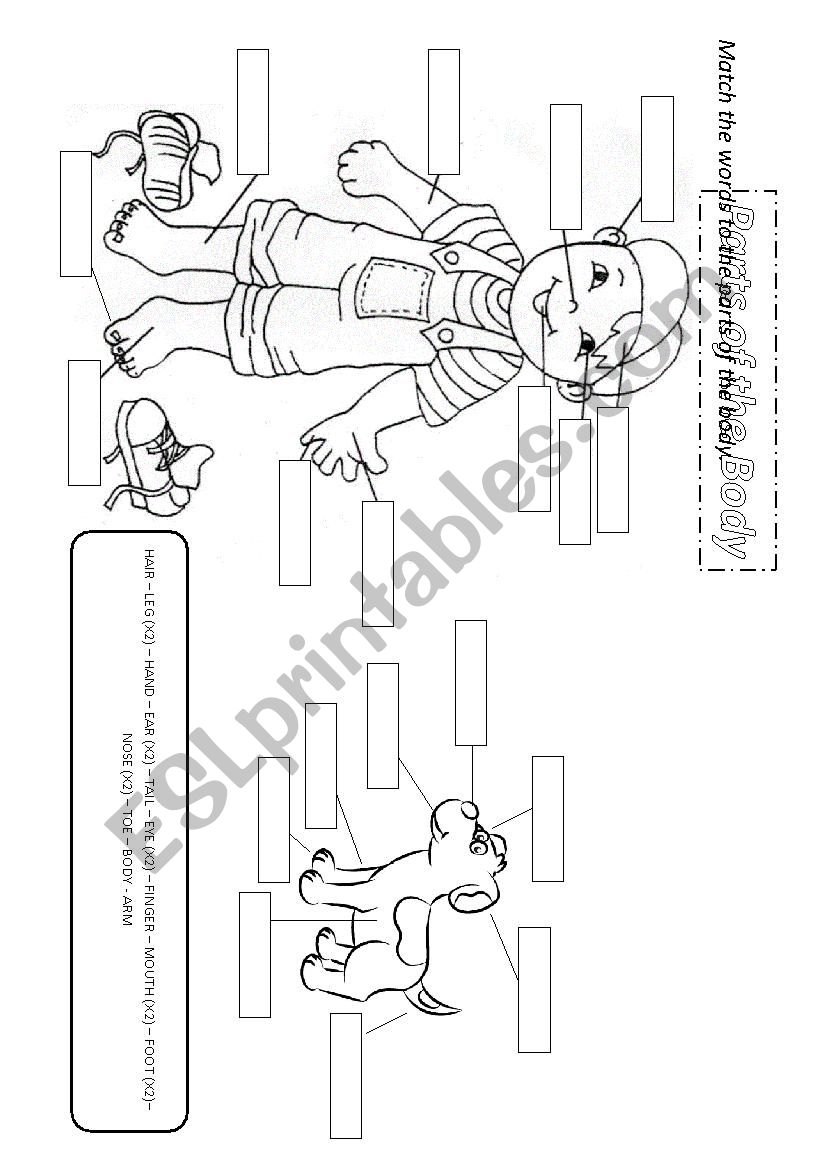 parts of the body worksheet