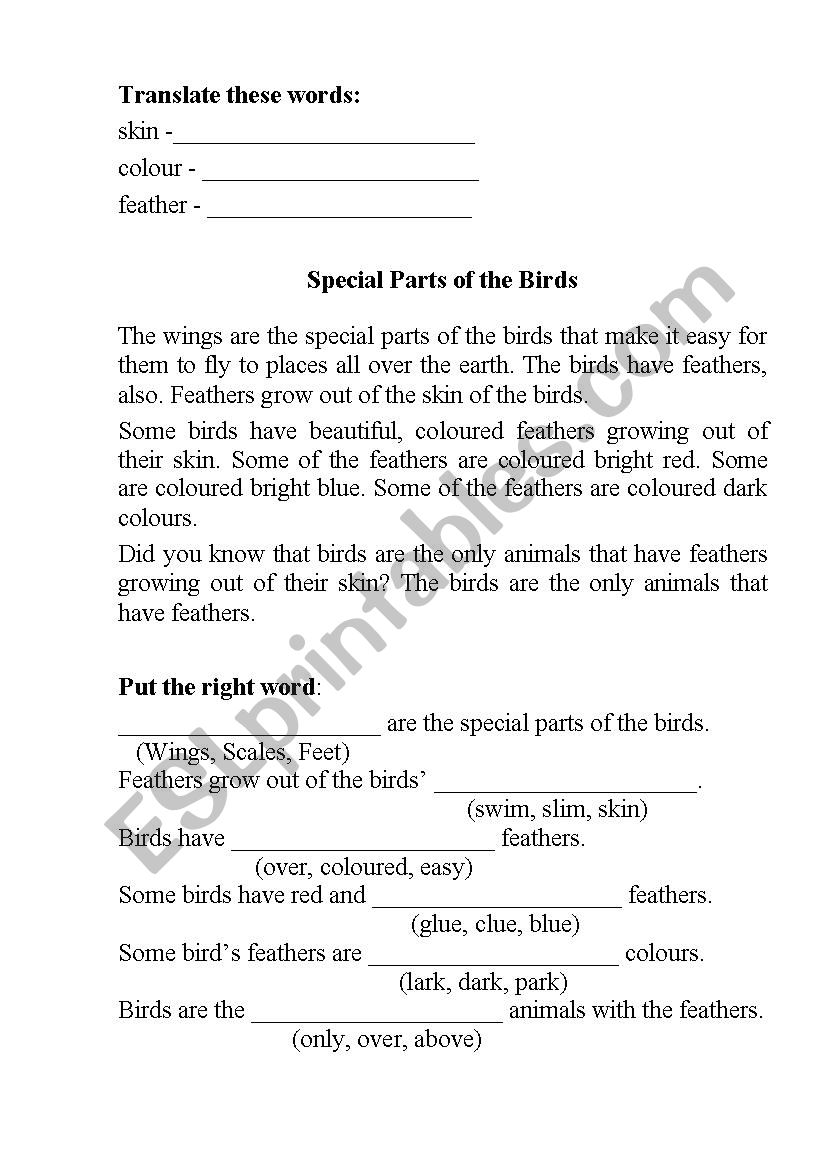 Special parts of the birds worksheet
