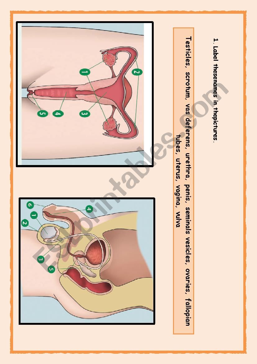 Male and female sexual reproduction parts